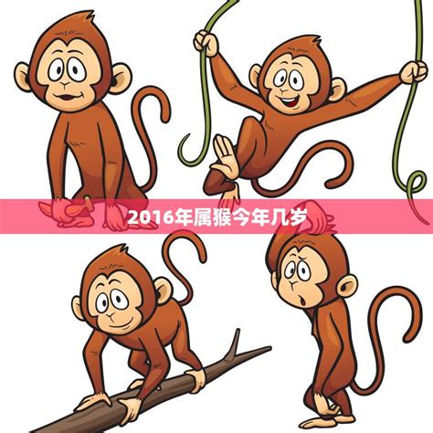 屬猴幾歲2023|猴今年几岁了2023 属猴的人2023多大